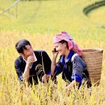 Trọn vẹn ưu đãi với Sim Nếp Nương Vinaphone